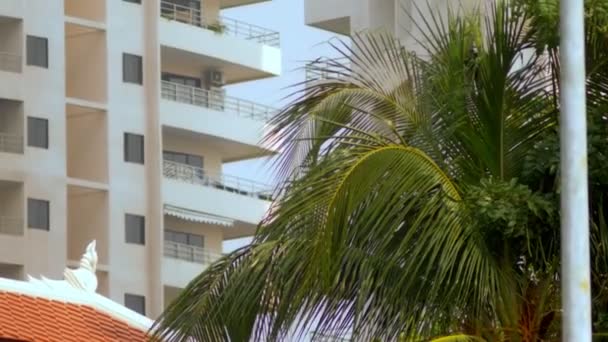 Tropikalne liście palmy, kwiatowy wzór na tle drapaczy chmur. Pojęcie przyrody i nowoczesnych budynków. — Wideo stockowe
