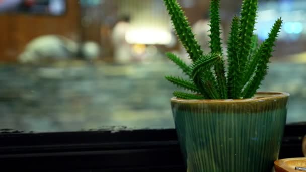 在靠窗的咖啡馆里 小仙人掌和茶壶放在桌子上 — 图库视频影像