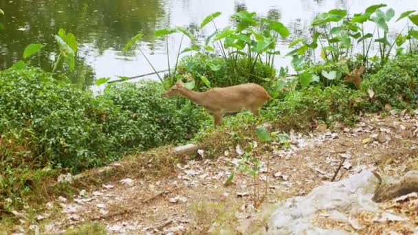 Gros plan. portrait d'une cerf femelle. cerf reposant sur l'herbe — Video