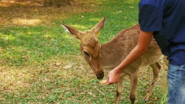 Gros plan. portrait d'une cerf femelle. cerf reposant sur l'herbe — Video