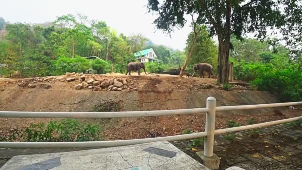 Elefantes de coleira no aviário do zoológico — Vídeo de Stock