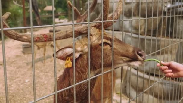 Los machos los ciervos en el zoológico están mirando a través de la jaula — Vídeo de stock