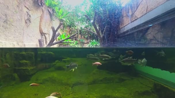 Dividir el tiro, la vida bajo el agua en el acuario . — Vídeos de Stock