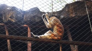 Domuz kuyruklu makak hayvanat bahçesi büyük kuş kafesi içinde ziyaret edenler denetler