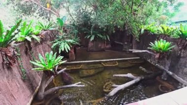 Su aygırı ve tatlı su balığı su altında yüzmek. bir akvaryum çamurlu su