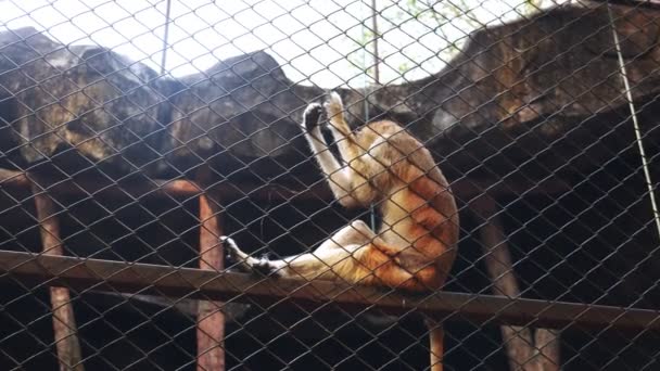 Domuz kuyruklu makak hayvanat bahçesi büyük kuş kafesi içinde ziyaret edenler denetler — Stok video