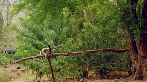 Una femmina gibbone giallo con una faccia nera e pelliccia bianca sulle sopracciglia, guance, mani e piedi è seduto su un tronco in una riserva zoo aperto — Video Stock