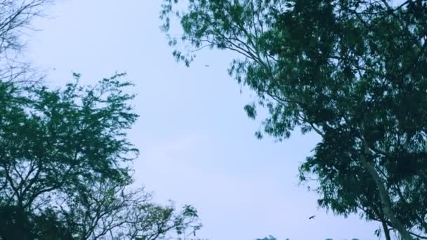 Ooievaars vliegen in de lucht boven hun nest in een hoge boom. — Stockvideo