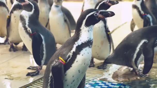 Pequenos pinguins pretos e brancos na piscina do zoológico — Vídeo de Stock