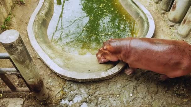 Hiponas em uma lagoa artificial em um zoológico. Alimentar hipopótamos — Vídeo de Stock