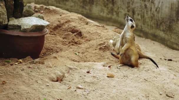 Сурикат Сурикат Птичнике Зоопарка — стоковое видео