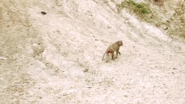 Os macacos comem comida enquanto estão sentados no pavimento da cidade. Estilo de vida asiático . — Vídeo de Stock