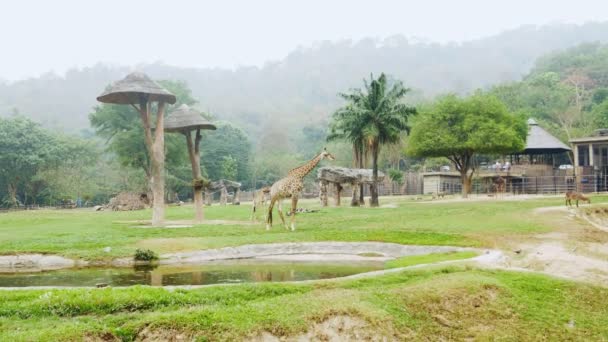 Zürafalar açık Hayvanat Bahçesi ile büyük kuş kafesi. — Stok video
