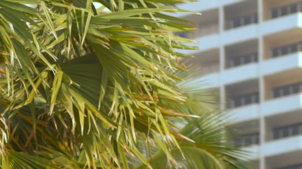 熱帯のヤシの葉 高層ビルの背景に対する花のパターン 自然と近代建築の概念 — ストック動画