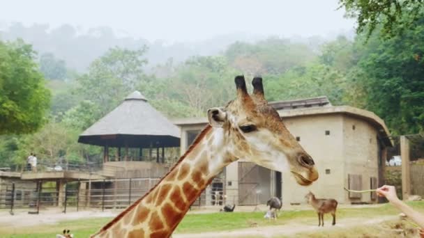 Primer plano de la cabeza de jirafa. la gente alimenta a una jirafa en un zoológico abierto — Vídeo de stock