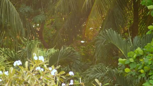 在蓝天的映衬下的热带树木的绿色和红色的叶子 背景模糊 — 图库视频影像