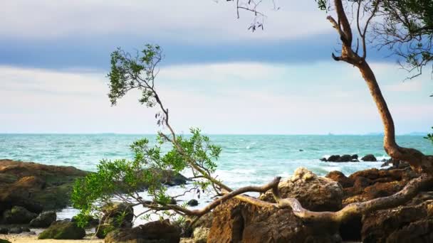Ett litet träd med en vriden stam på den klippiga kusten vid havet. blåsigt väder — Stockvideo