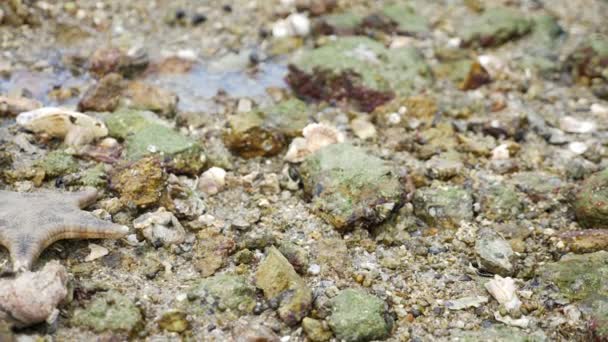 Texture Gros Plan Fond Marin Avec Créatures Marines Marée Basse — Video