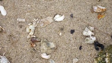 doku, portre, deniz dibinde deniz canlılarının düşük gelgit ile birlikte.