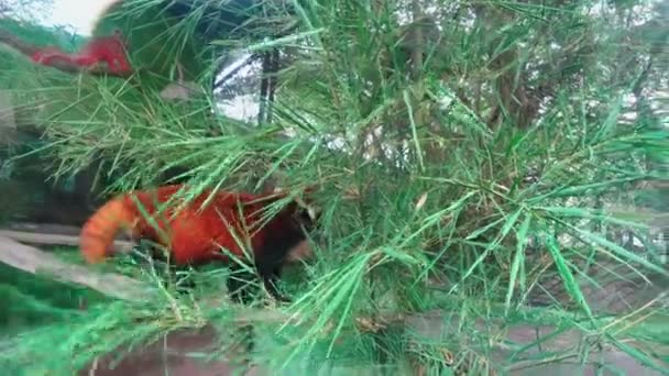 Red panda eats bamboo in the zoo aviary — Stock Video