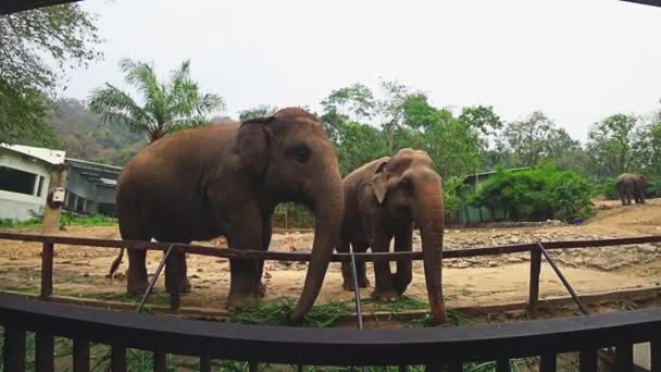 Elefantes de correa en el aviario del zoológico — Vídeo de stock