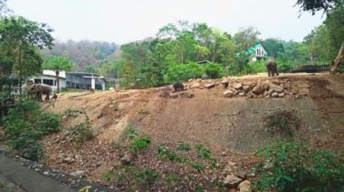 kira kontratı filler hayvanat bahçesi büyük kuş kafesi