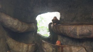 Domuz kuyruklu makak hayvanat bahçesi büyük kuş kafesi içinde ziyaret edenler denetler