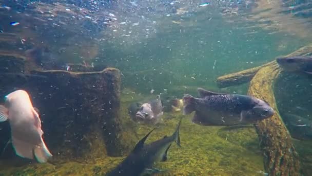 Hippopotame et poissons d'eau douce nagent sous l'eau. eau boueuse dans un aquarium — Video