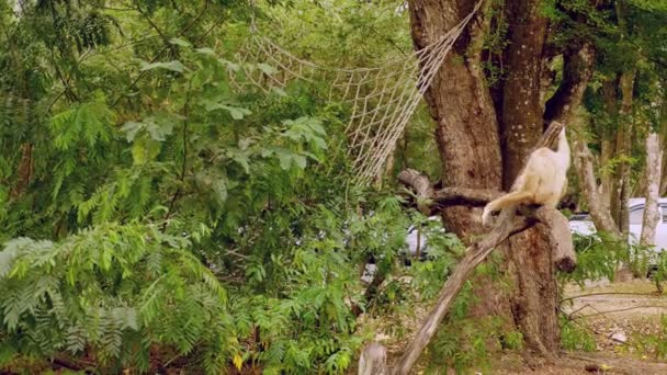 Uma gibão amarela fêmea com um rosto preto e pêlo branco nas sobrancelhas, bochechas, mãos e pés está sentada em um tronco em uma reserva aberta do zoológico. — Vídeo de Stock