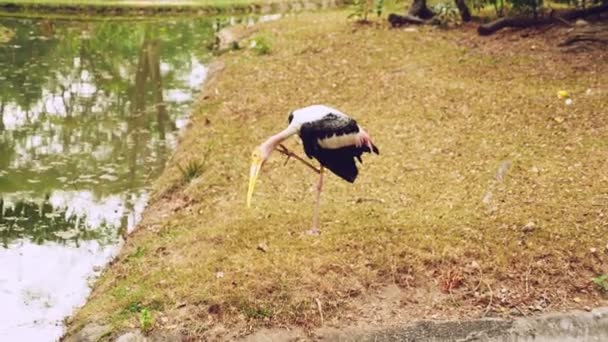 Close-up, a cegonha leitosa em um zoológico aberto limpa suas penas com seu bico — Vídeo de Stock