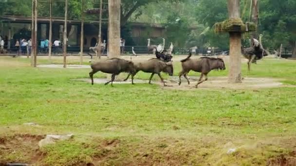 Volière avec girafes dans le zoo ouvert . — Video