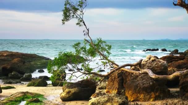 海の岩の多い海岸にツイスト トランクと小さなツリー 風の天気予報 — ストック動画