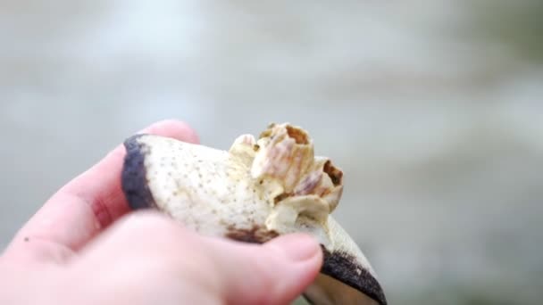Close up, mão segurando concha encontrada na costa durante a maré baixa — Vídeo de Stock