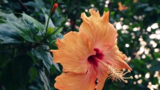 Крупним планом, помаранчева китайська квітка троянди, китайський гібіскус на гілці в саду — стокове відео