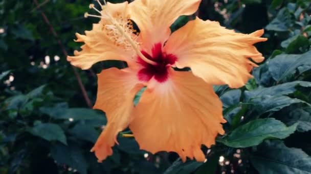 Primer plano, flor de rosa china naranja, hibisco chino en una rama en el jardín — Vídeo de stock