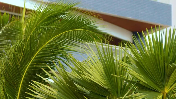 Tropikalne liście palmy, kwiatowy wzór na tle drapaczy chmur. Pojęcie przyrody i nowoczesnych budynków. — Zdjęcie stockowe