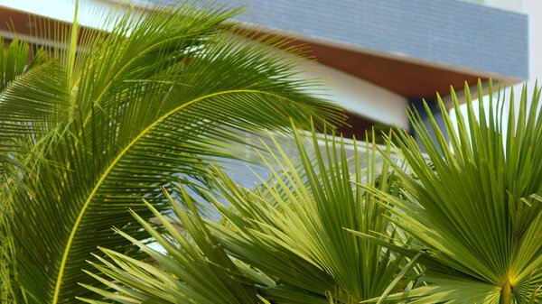 Tropical palm leaves, floral pattern against skyscrapers background. Concept of nature and modern buildings.