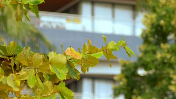 Folhas de palma tropicais, padrão floral contra o fundo arranha-céus. Conceito de natureza e edifícios modernos. — Fotografia de Stock