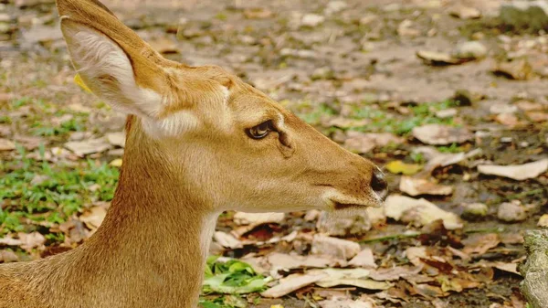 Yakın çekim. bir dişi geyik portresi. çim üzerinde yalan dinlenme geyik — Stok fotoğraf