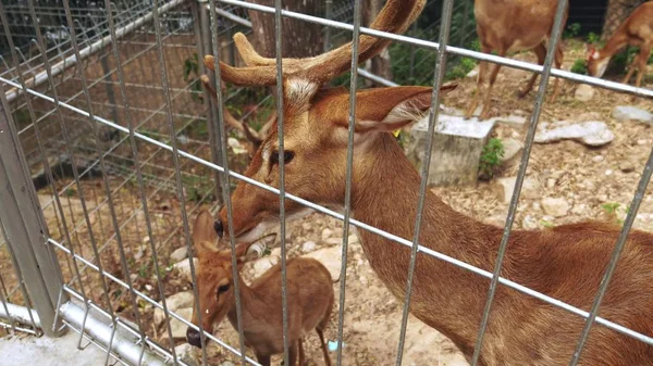 Os machos que o veado no jardim zoológico está a ver através da gaiola — Fotografia de Stock