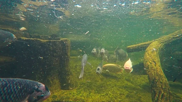 Su aygırı ve tatlı su balığı su altında yüzmek. bir akvaryum çamurlu su