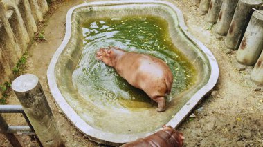 Suaygırları bir yapay gölet bir hayvanat bahçesi. Suaygırları besleme