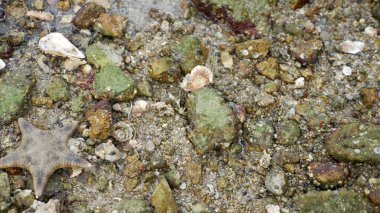 doku, portre, deniz dibinde deniz canlılarının düşük gelgit ile birlikte.