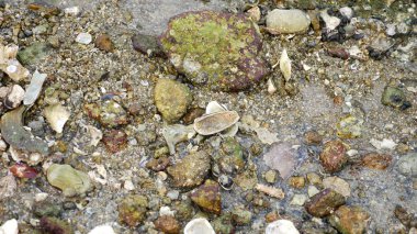 doku, portre, deniz dibinde deniz canlılarının düşük gelgit ile birlikte.