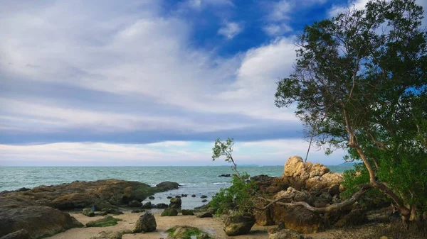 Un pequeño árbol con un tronco retorcido en la costa rocosa del mar. tiempo ventoso —  Fotos de Stock