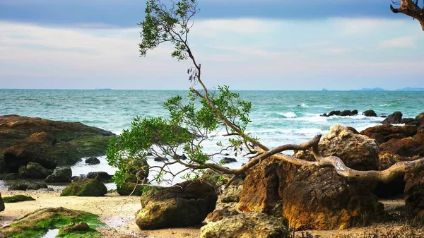 在海洋的岩石海岸上, 有一棵扭曲的树干的小树。多风的天气 — 图库照片