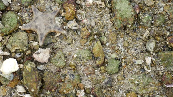 Texture, closeup, sea bottom with sea creatures at low tide. — Stock Photo, Image