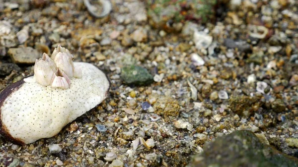 Doku, portre, deniz dibinde deniz canlılarının düşük gelgit ile birlikte. — Stok fotoğraf