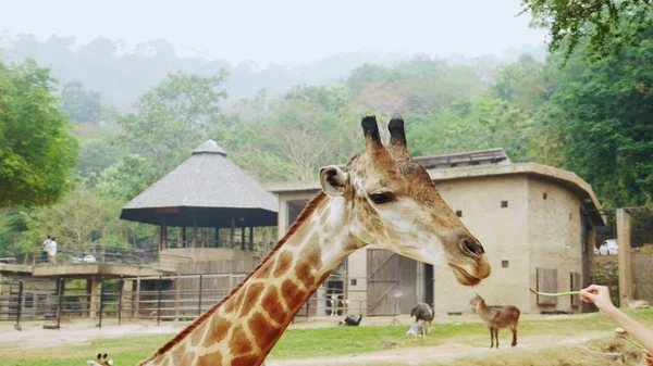 Primer plano de la cabeza de jirafa. la gente alimenta a una jirafa en un zoológico abierto — Foto de Stock