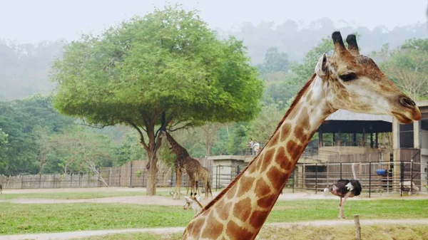 Primo piano della testa di giraffa. la gente nutre una giraffa in uno zoo aperto — Foto Stock